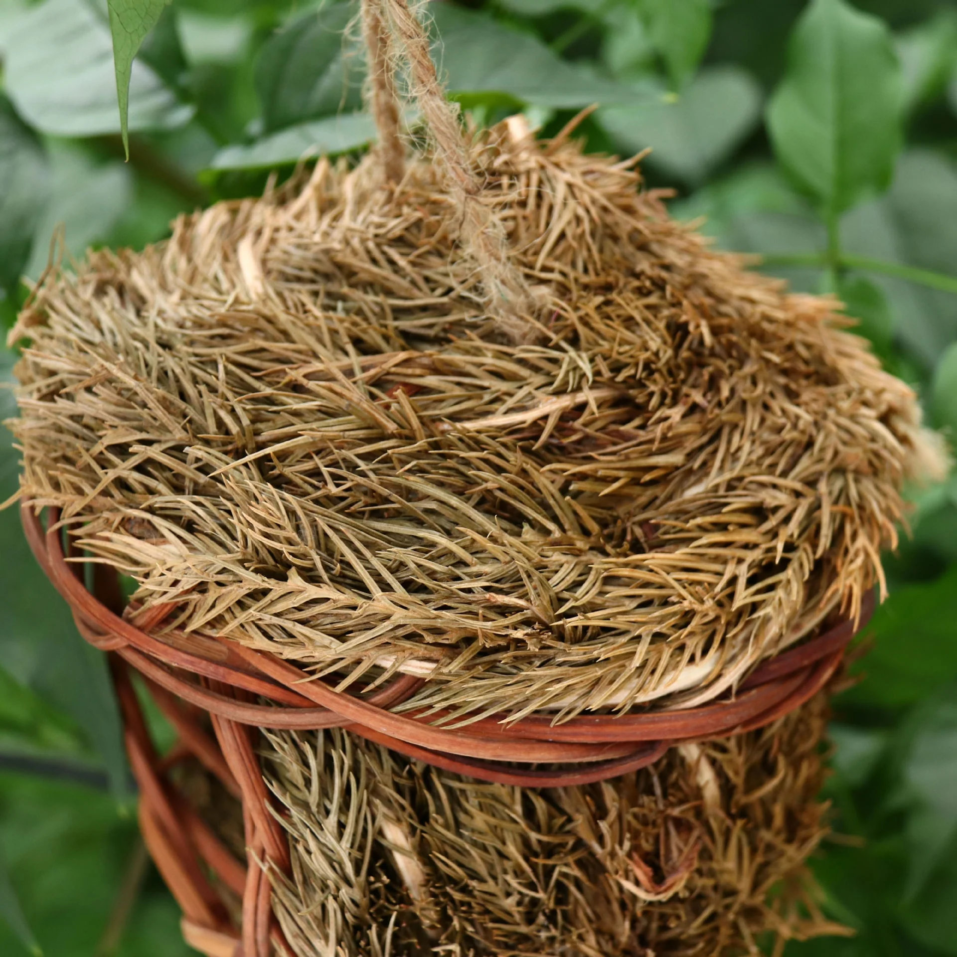 bird nest transparent design for easy observation best gift for kids