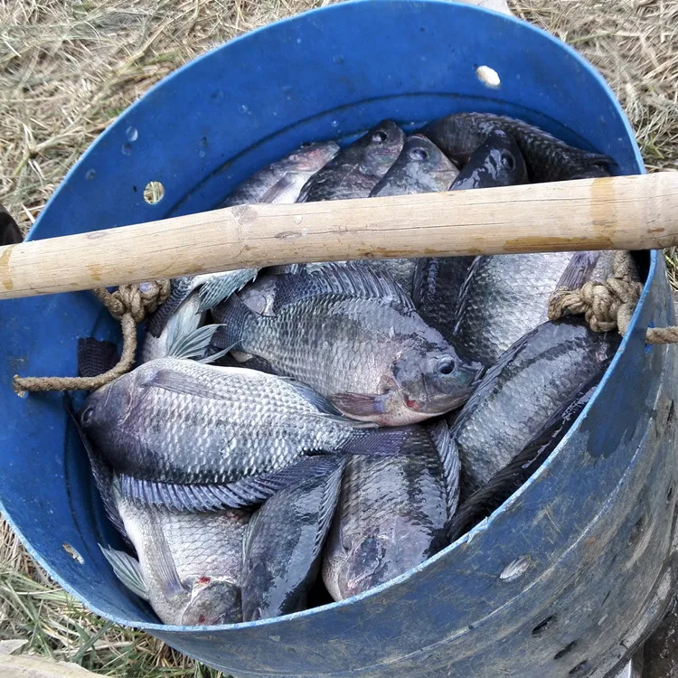 
tilapia gutted and scaled quick frozen 