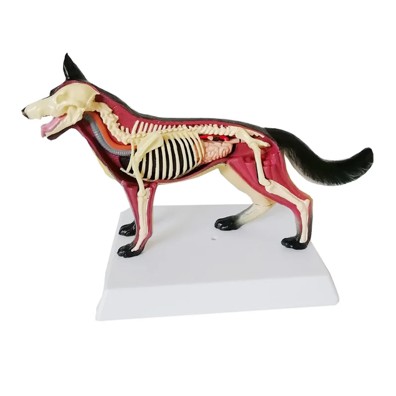 Medical science dog cat animal anatomical model model