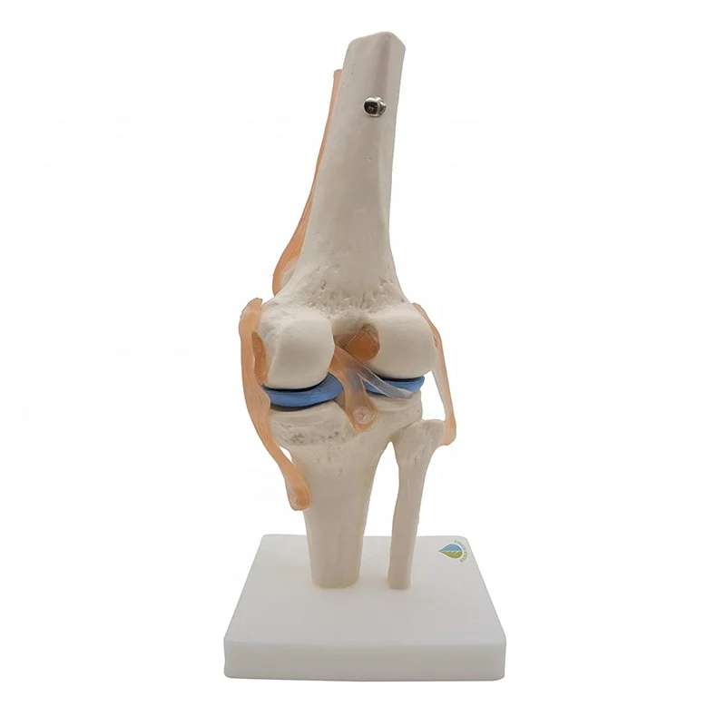 medical human knee joint model with muscle