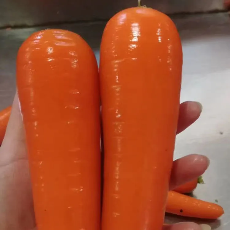 Wholesale price smooth skin fresh red carrot top quality fresh carrot seller china fresh vegetable exporter