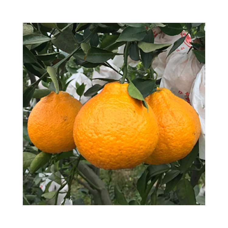China Sweet Mandarin Tangerines Orange Sandtang Mandarin On Sale