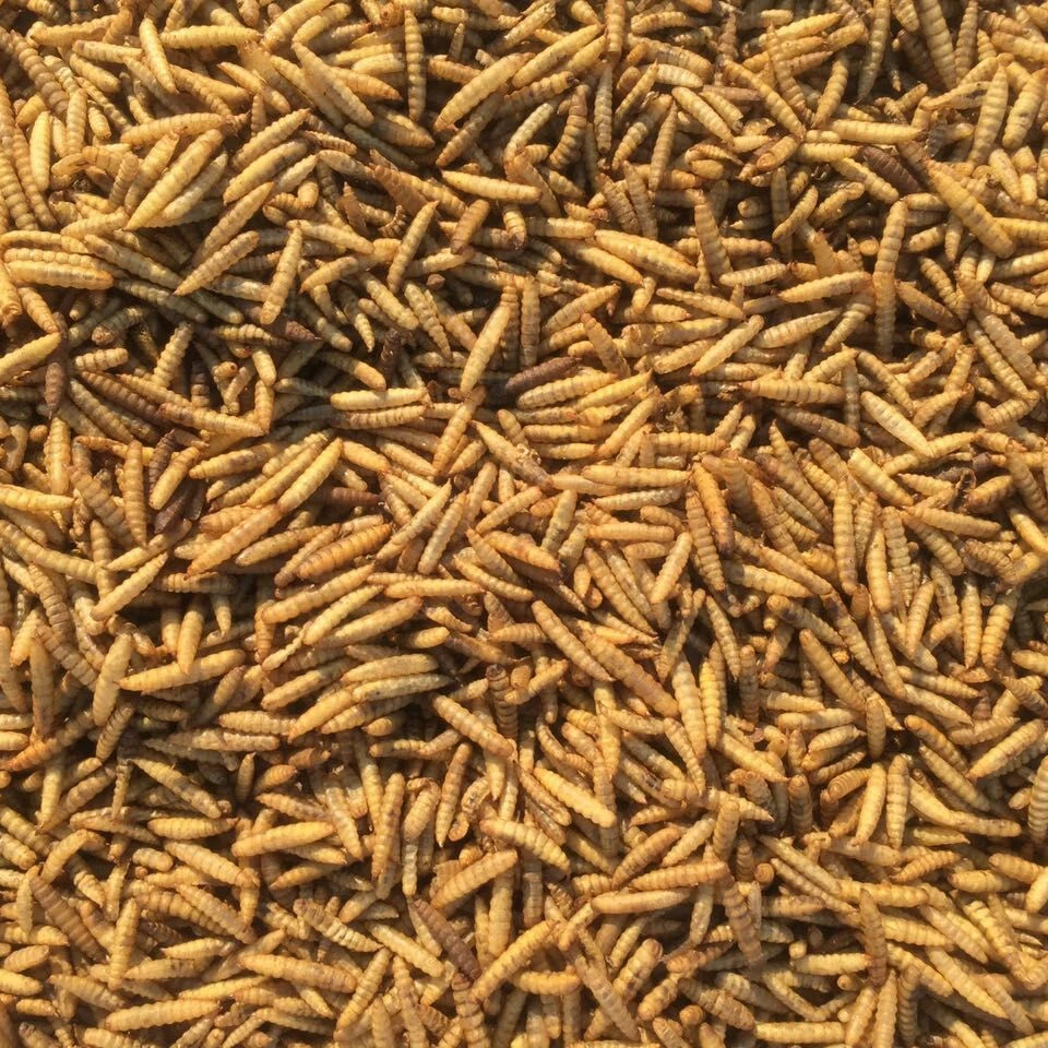 High protein Microwave dried calci worm Dried black soldier fly wild bird food pet food fish food