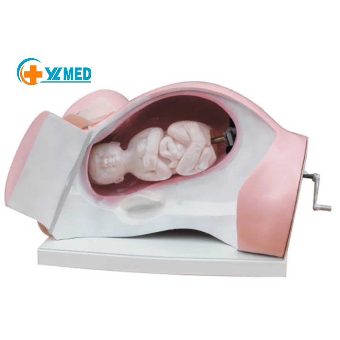 Фабричная Высококачественная модель для родов по хорошей цене обучения