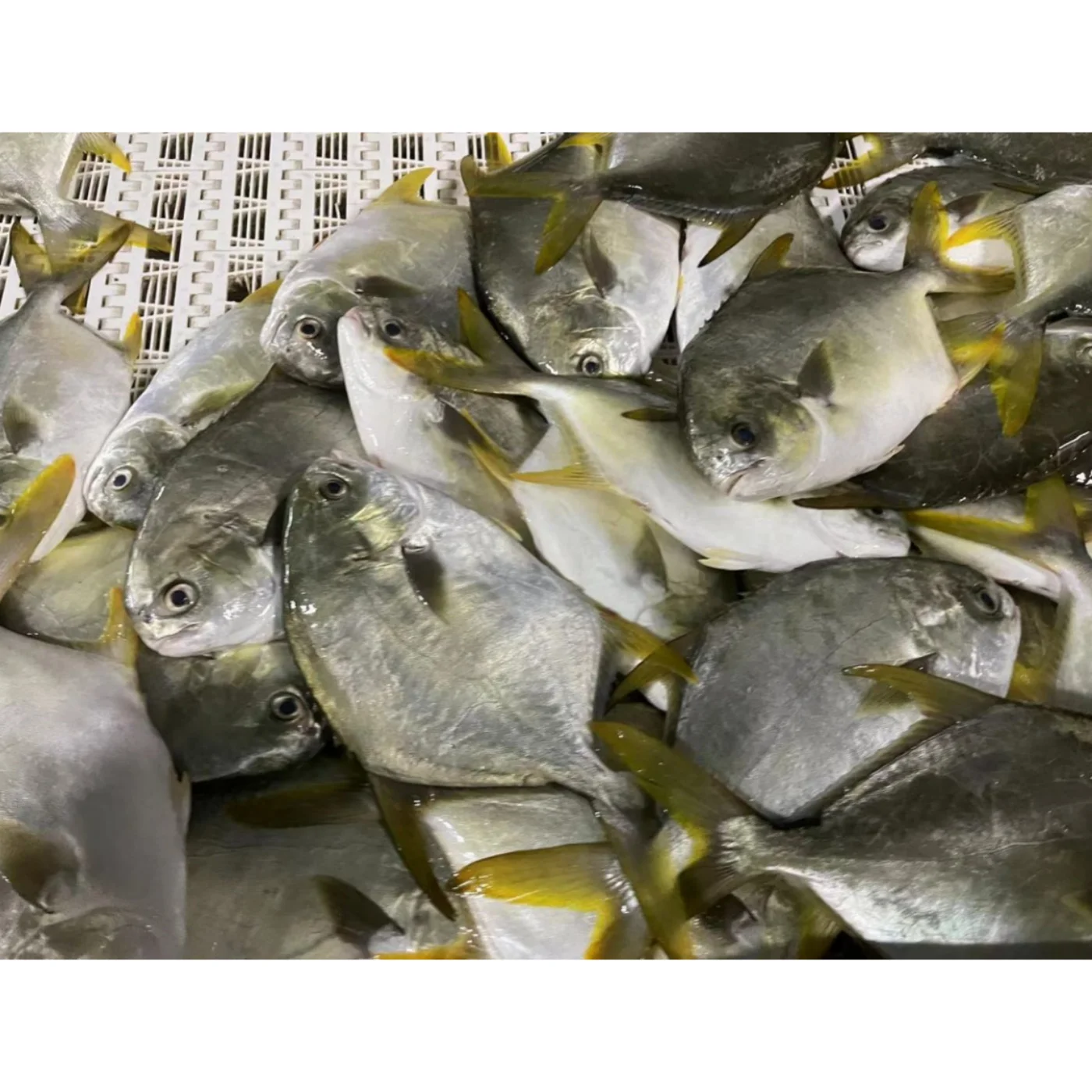 Premium Quality Sea Fish Frozen Golden Pomfret Manufacturer
