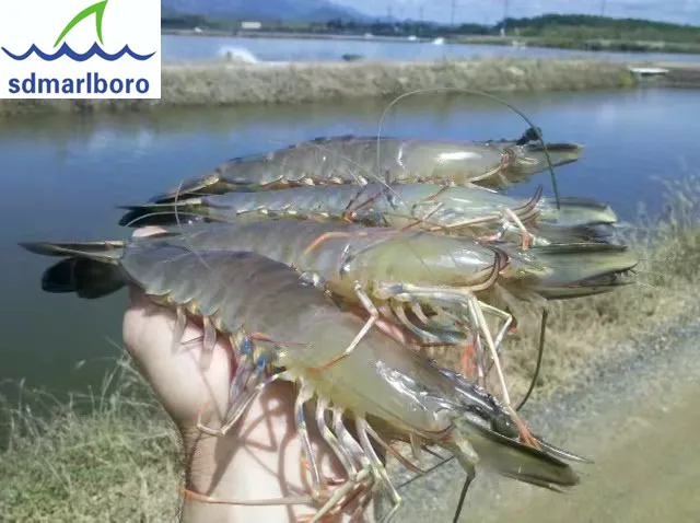 1.5mm 2mm hdpe prix geomembrane fish pond liner cost price