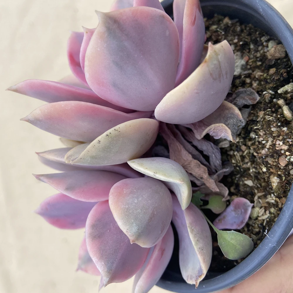 Прямая поставка с завода, комнатное растение, суккулент cheveria rainbow