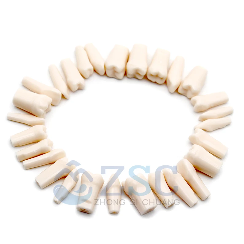 Dental Oral Teaching Tooth Plates Dental Denture Model Typodont Synthetic Resin Polymer False Replace Teeth
