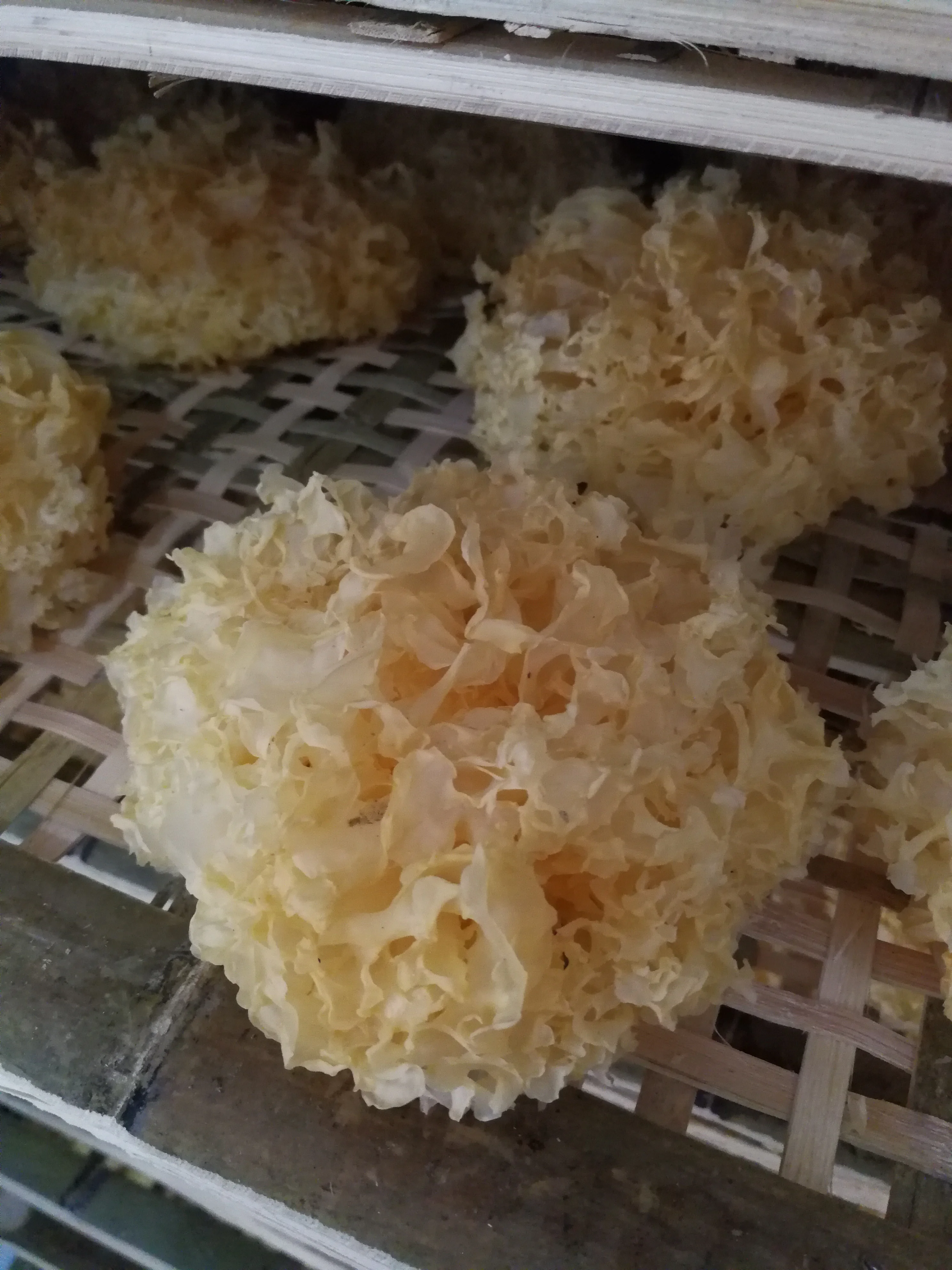 Hot Sale High dryer ginger Drying Machine tremella dehydrator