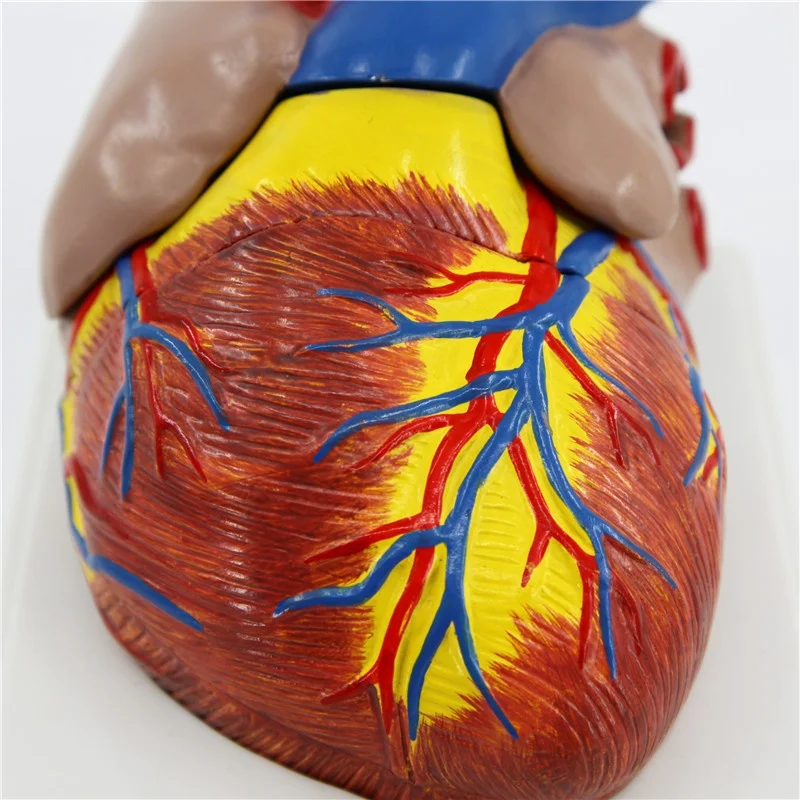 Увеличенный размер Съемный пластик человеческое сердце анатомическая модель медицинская научная Учебная