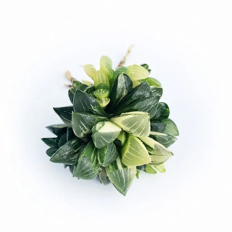 
Succulent Plants Echeveria For Office Haworthia Retusae Variegata Mini Succulents Mini Bonsai 