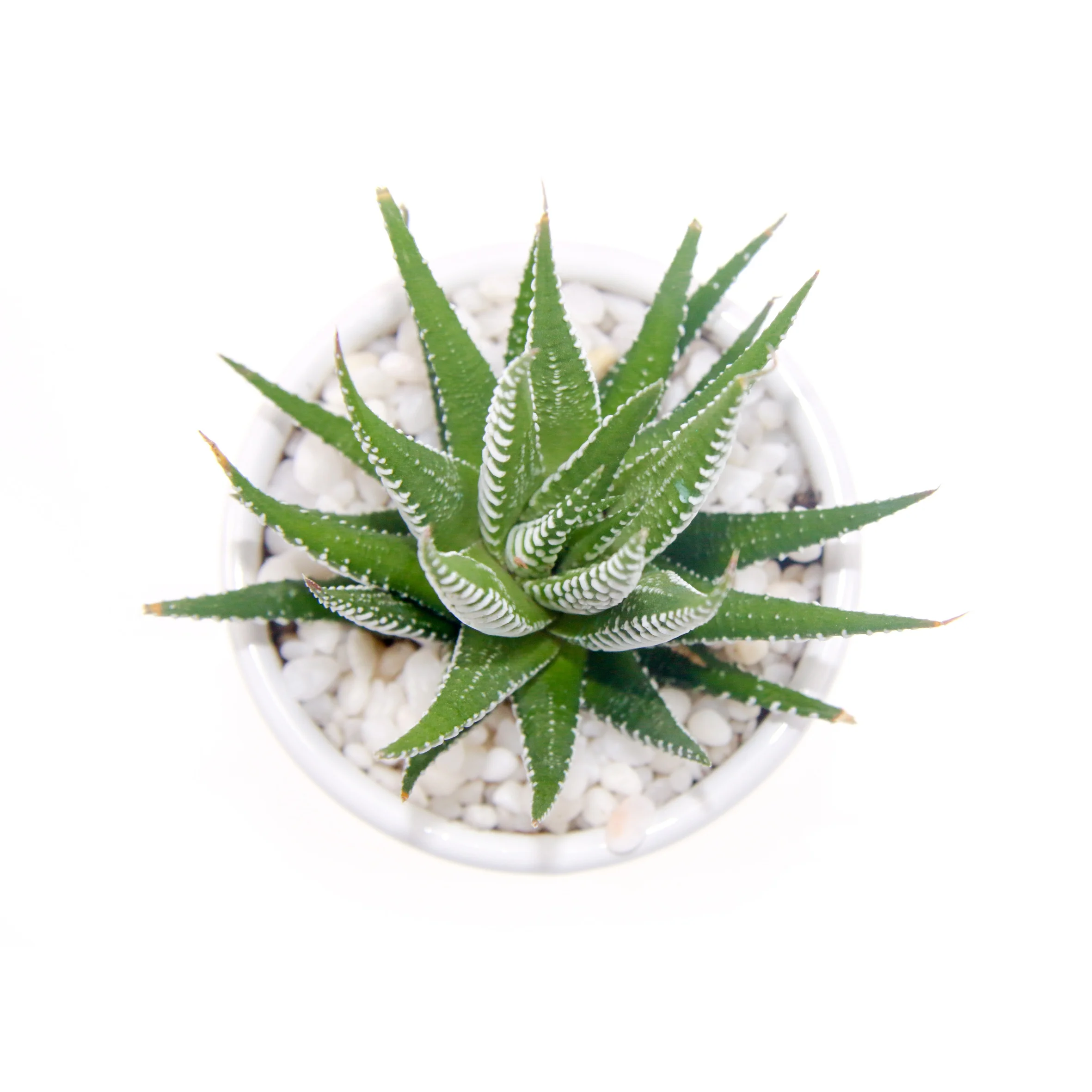 
factory mini bonsai Succulent Plants of Haworthia fasciata (Willd.) Hawor home office 