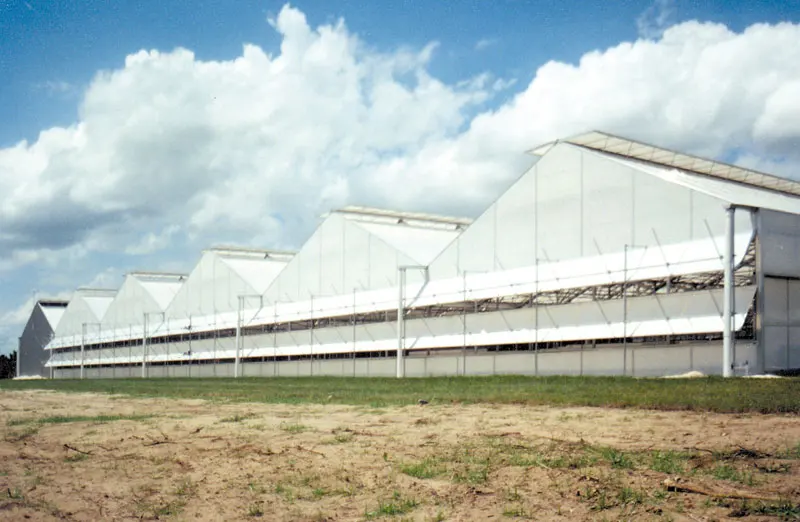 
tomato greenhouse structure greenhouse for mushroom 