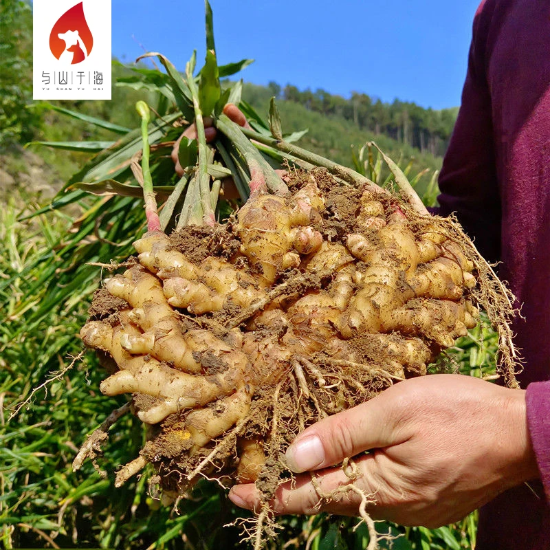 Comprehensive Nutrition selling market price per ton buy fresh young ginger