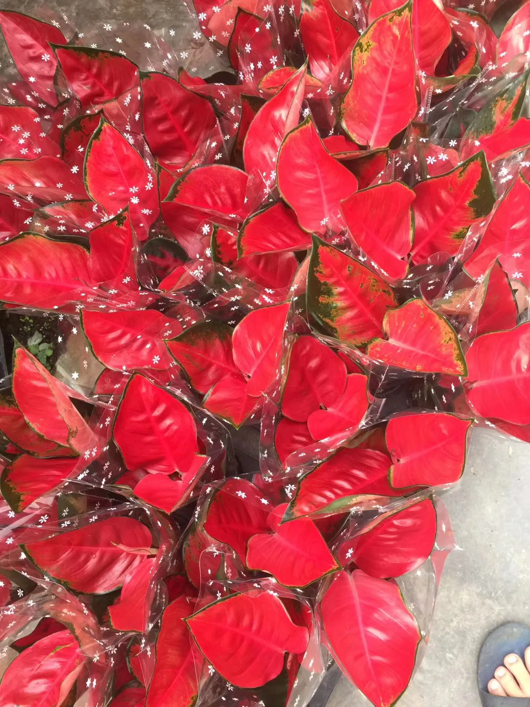  Живые растения Aglaonema Sukson