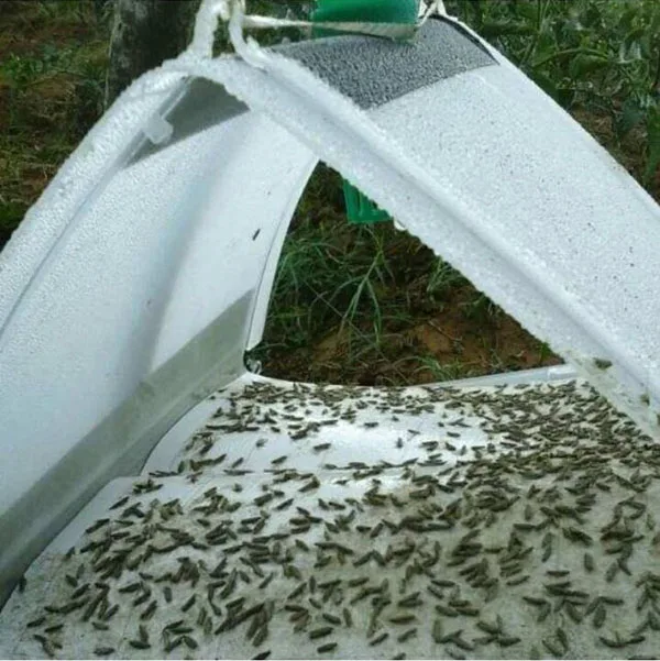 Non toxic tuta absoluta lures to control tomato leafminer