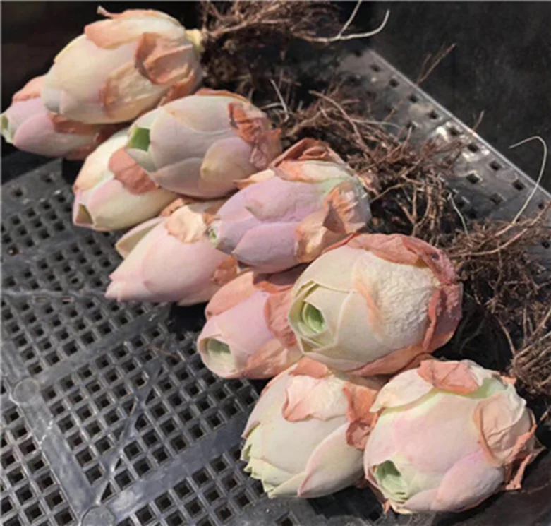 Натуральные суккуленты Greenovia pinky YeroG для украшения помещений