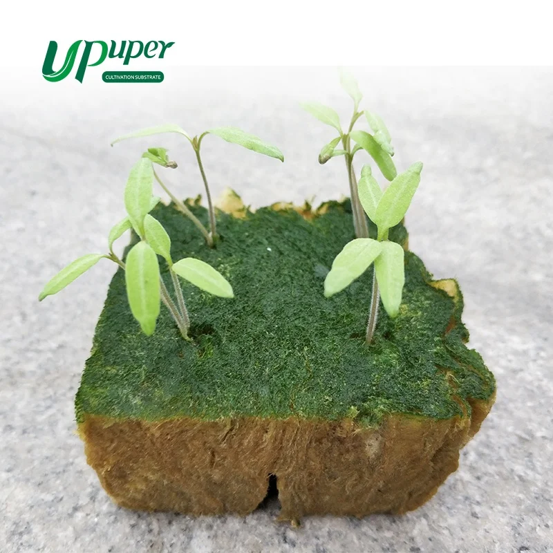 Upuper hydroponic Rock wool starter plug for hemp cloning system