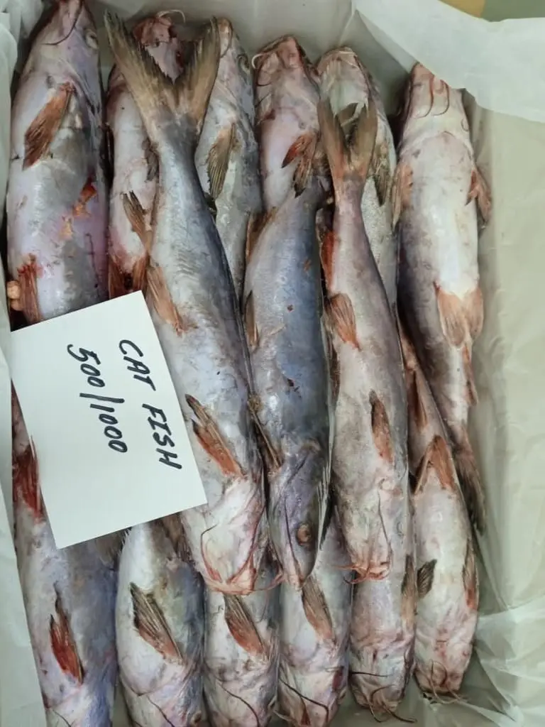 Cat Fish Export Smoke Catfish Oman Origin