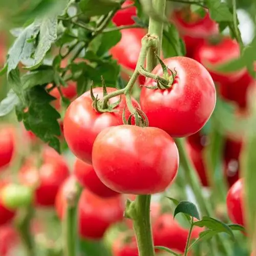 High Quality Fresh Vegetables tomatoes  From China Sweet tomatoes