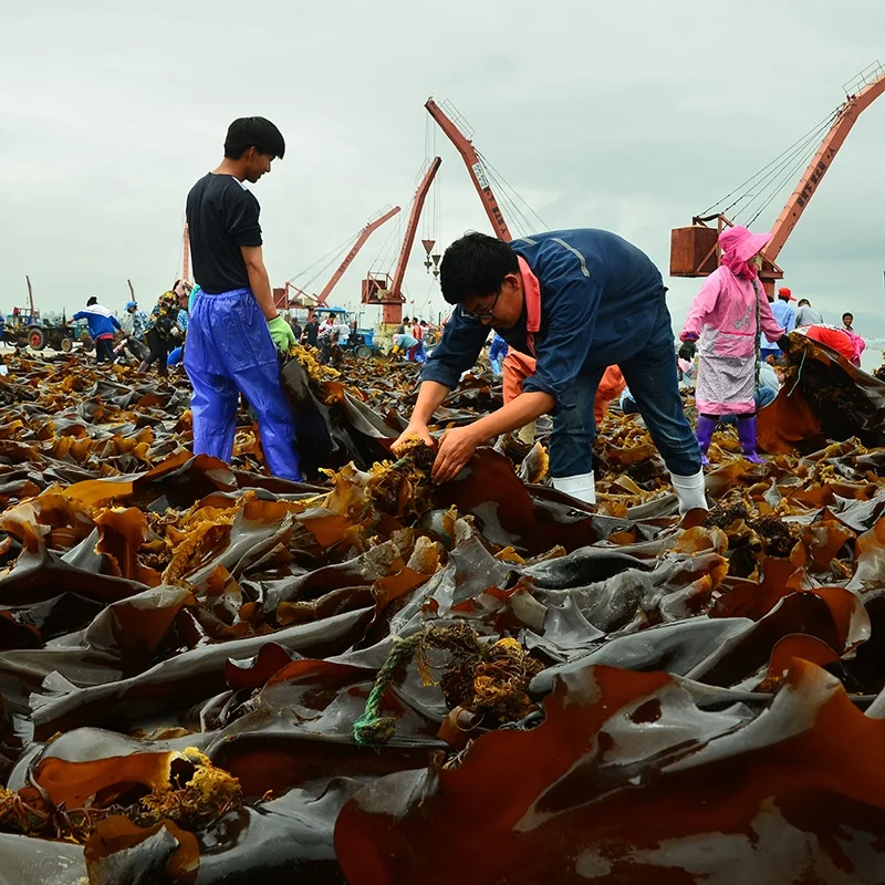 New arrival dried sea grape wakame seaweed for selling