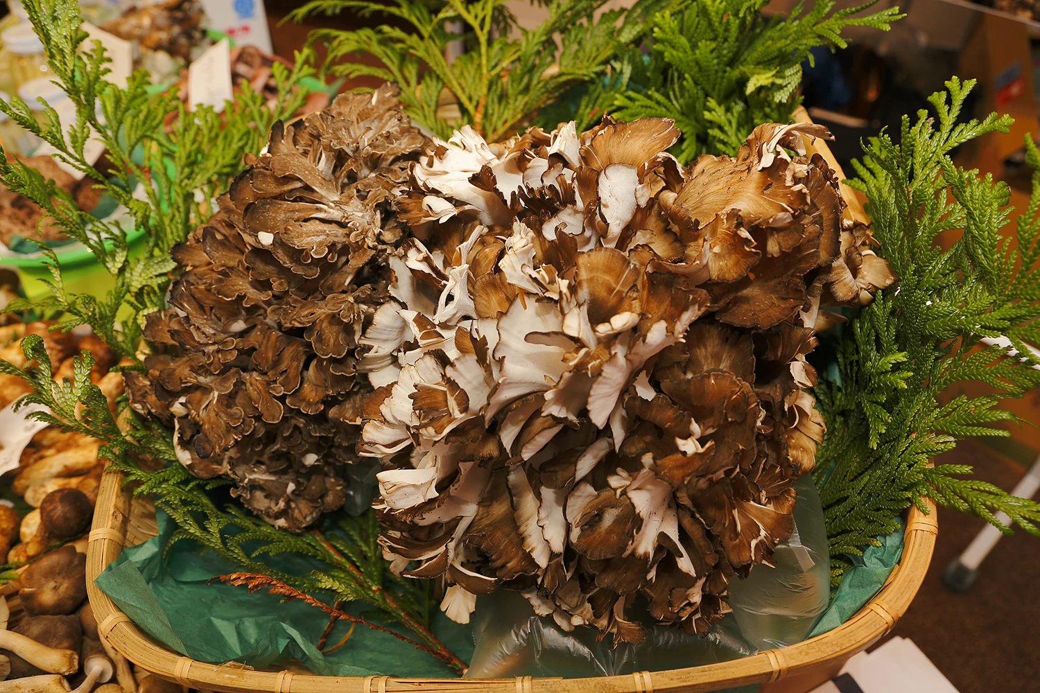 High Quality Frozen Matsutake Mushroom At A Much More Reasonable Price