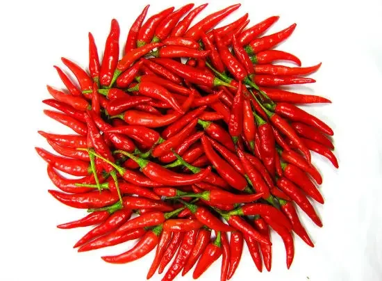 Hot Sale Custom Packaging sheppars bell Peppers Sichuan Shanxi Capsicum Fresh Spice Red Hot Chili Pepper Fresh Red Chilli