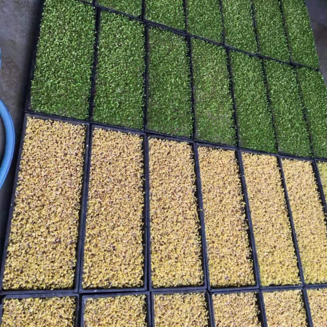 Sprout machine for salad green making