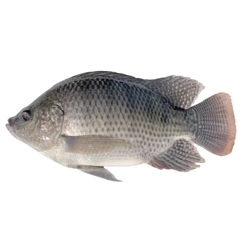 Hot Selling Fish Tilapia Food Frozen Tilapia Fish For Sale Live