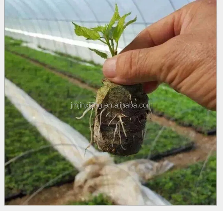 Compressed Seed Starter Germination Vegetables Fruits Soil Disks