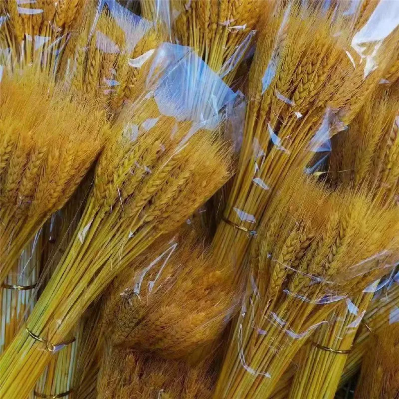 Dried natural Wheat,  wheat stems grass flower for home wedding party theme decoration