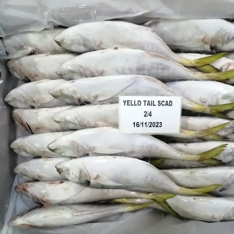 FROZEN YELLOW TAIL SCAD WHOLE ROUND 24 MONTHS SHELF LIFE  READY STOCK ITEM  OMAN ORIGIN FOR SALE