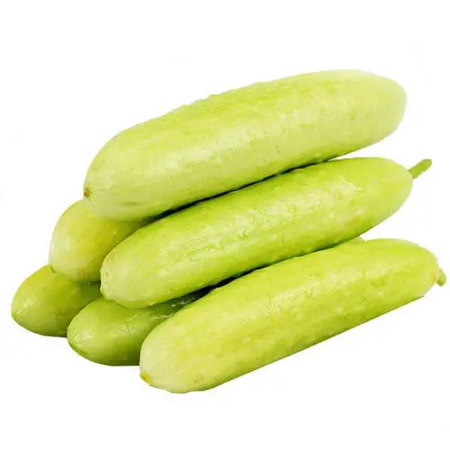 
Supply Early Maturity Hybrid f1 parthenocarpy white cucumber seed for planting 