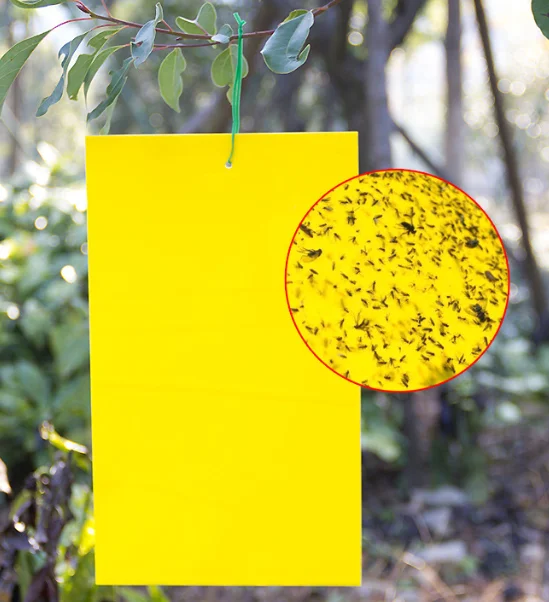 Greenhouses Pest Killer Glue Fruit Fly Catcher Yellow Sticky Trap