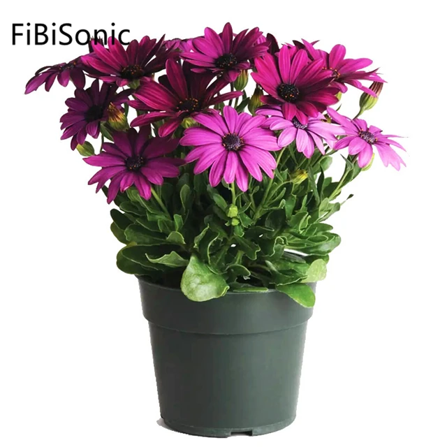 FiBiSonic 100 г/пакет семена Южной Африканской календулы, семена уличных садовых цветов Arctotis