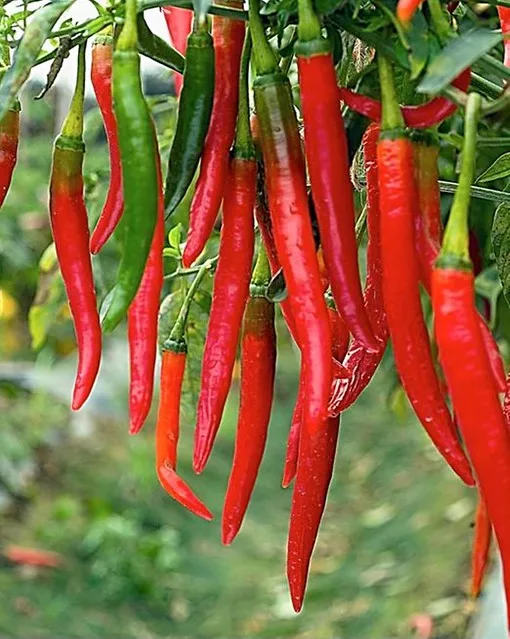 Hot Style Chili Pepper whole Red Chili  Powder Spices sliced chili pepper