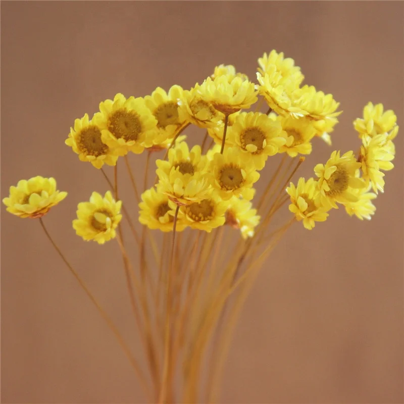 
Mini star daisy, real flowers natural dried flowers white pink flowers for Filler of the glass bottles for Home decoration 