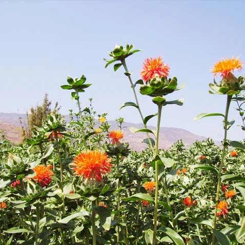 100% Pure Natural Organic Safflower Seed Oil For cooking skin care