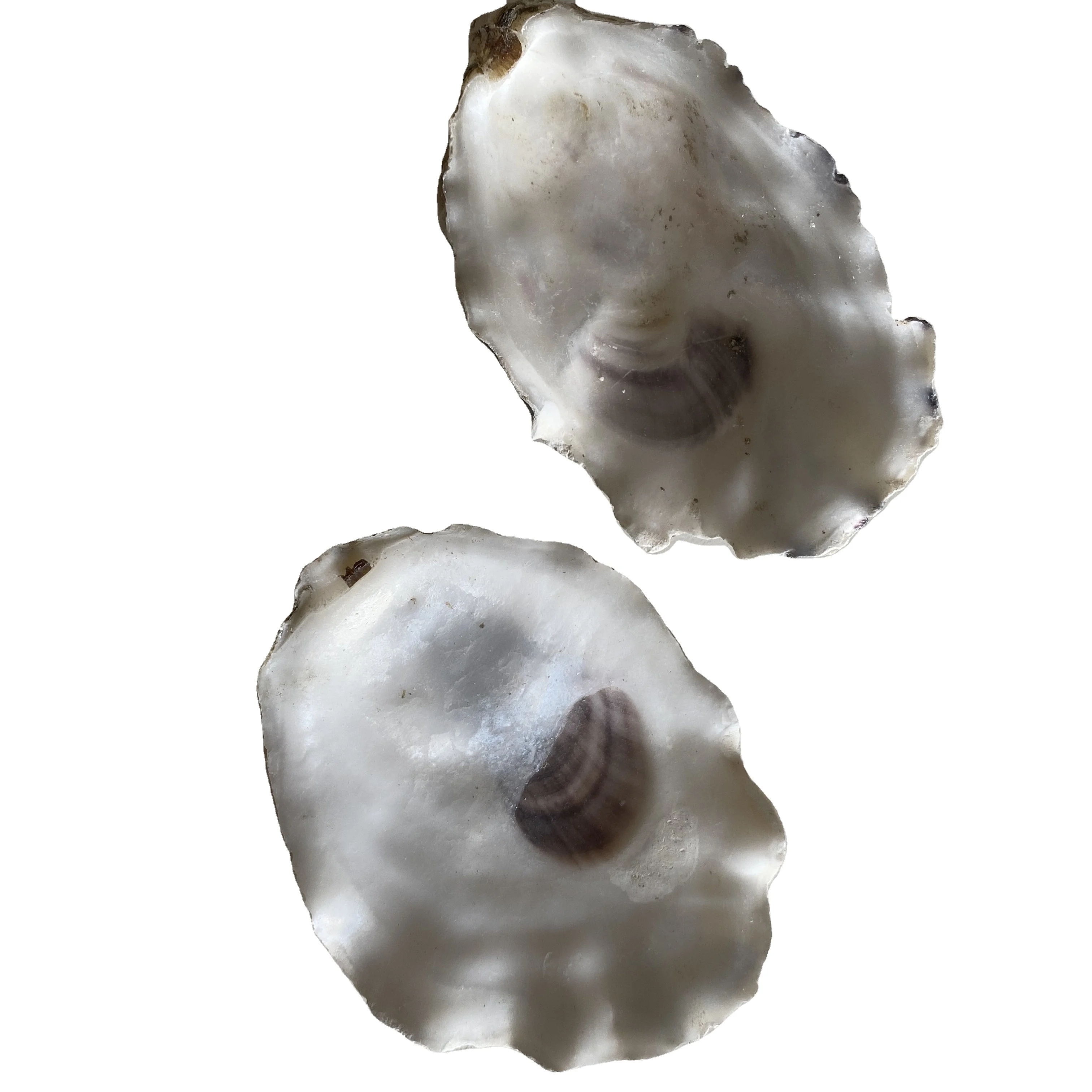 High-Quality Seafood Shell Oyster In China