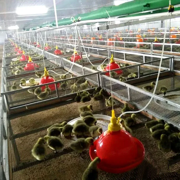 ISO 9001 verified factory direct exporting automatic chicken drinker for Africa farm