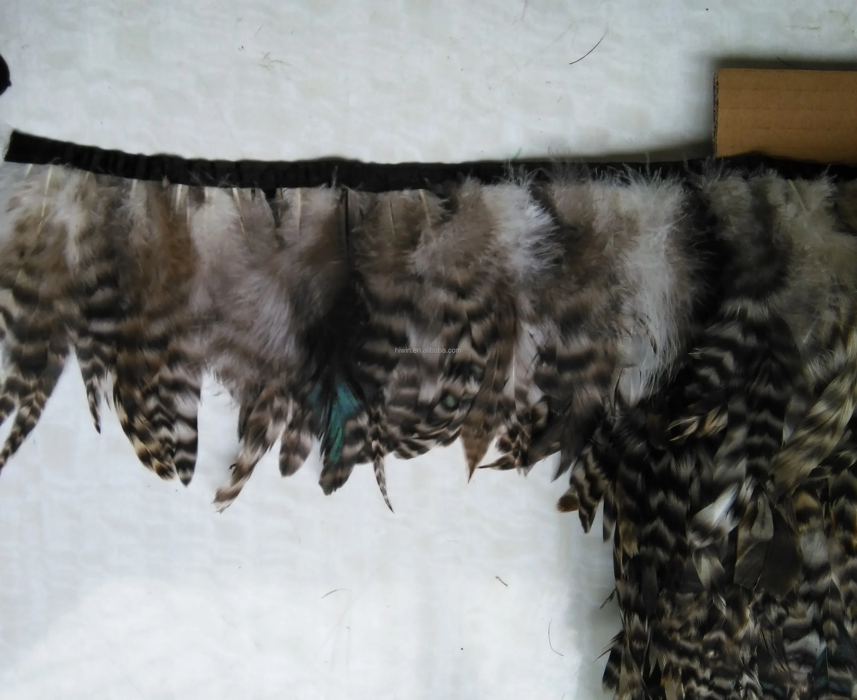 Looking  feathers etc 1262.jpg