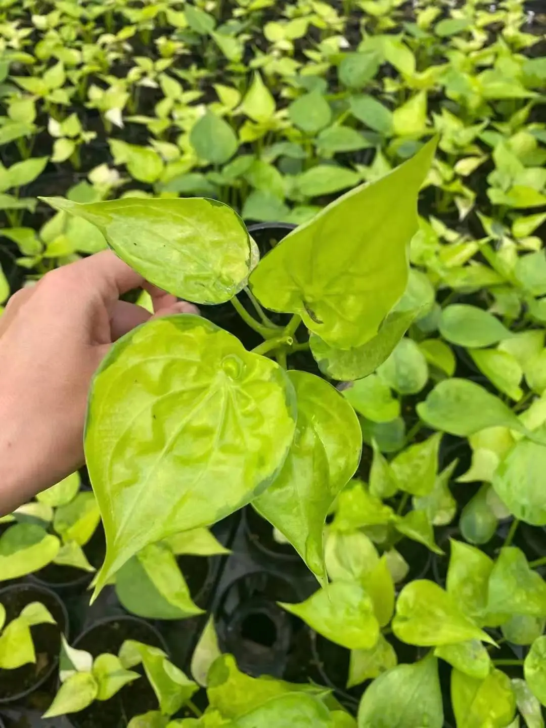 High quality real plants Alocasia aurea plant of indoor plants  Supplier