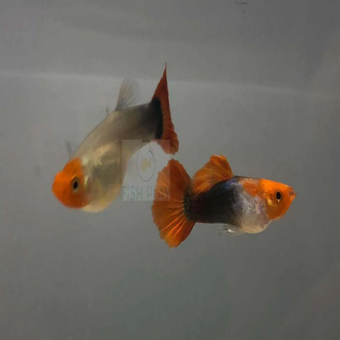Live Tuxedo Koi Guppies For Sale -  Aquarium Fish