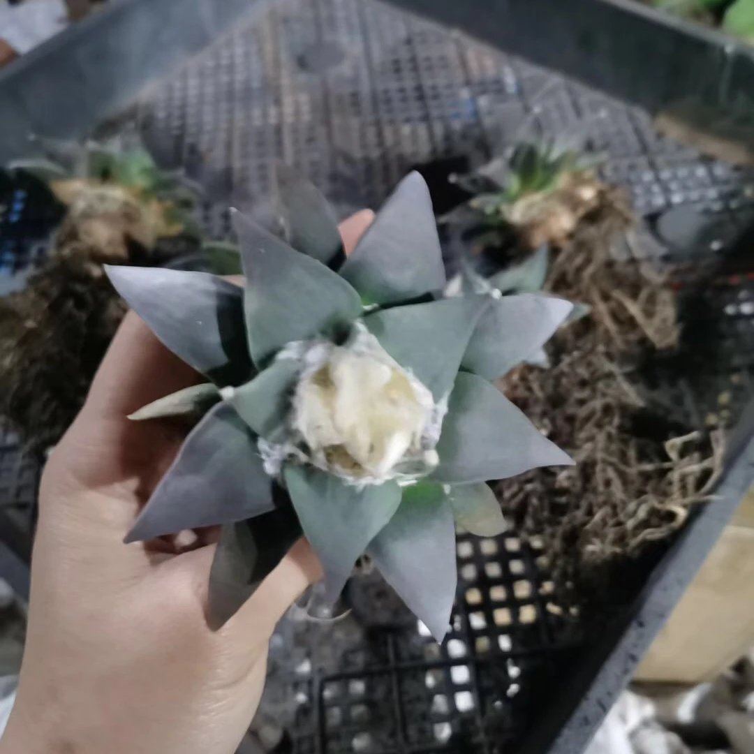 Seeding plant Ariocarpus retusus Scheidw mini indoor  cactus nursery bonsai decoration plant