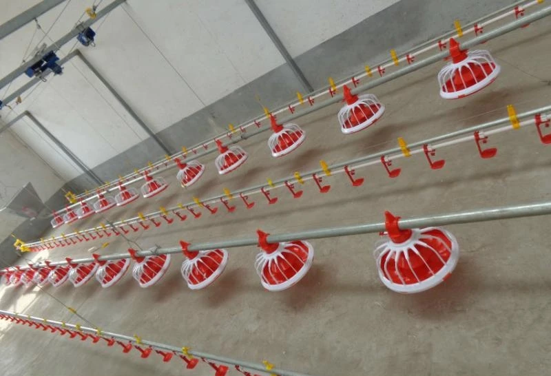 Floor Type Poultry Management Feeder with Automatic Feeding System