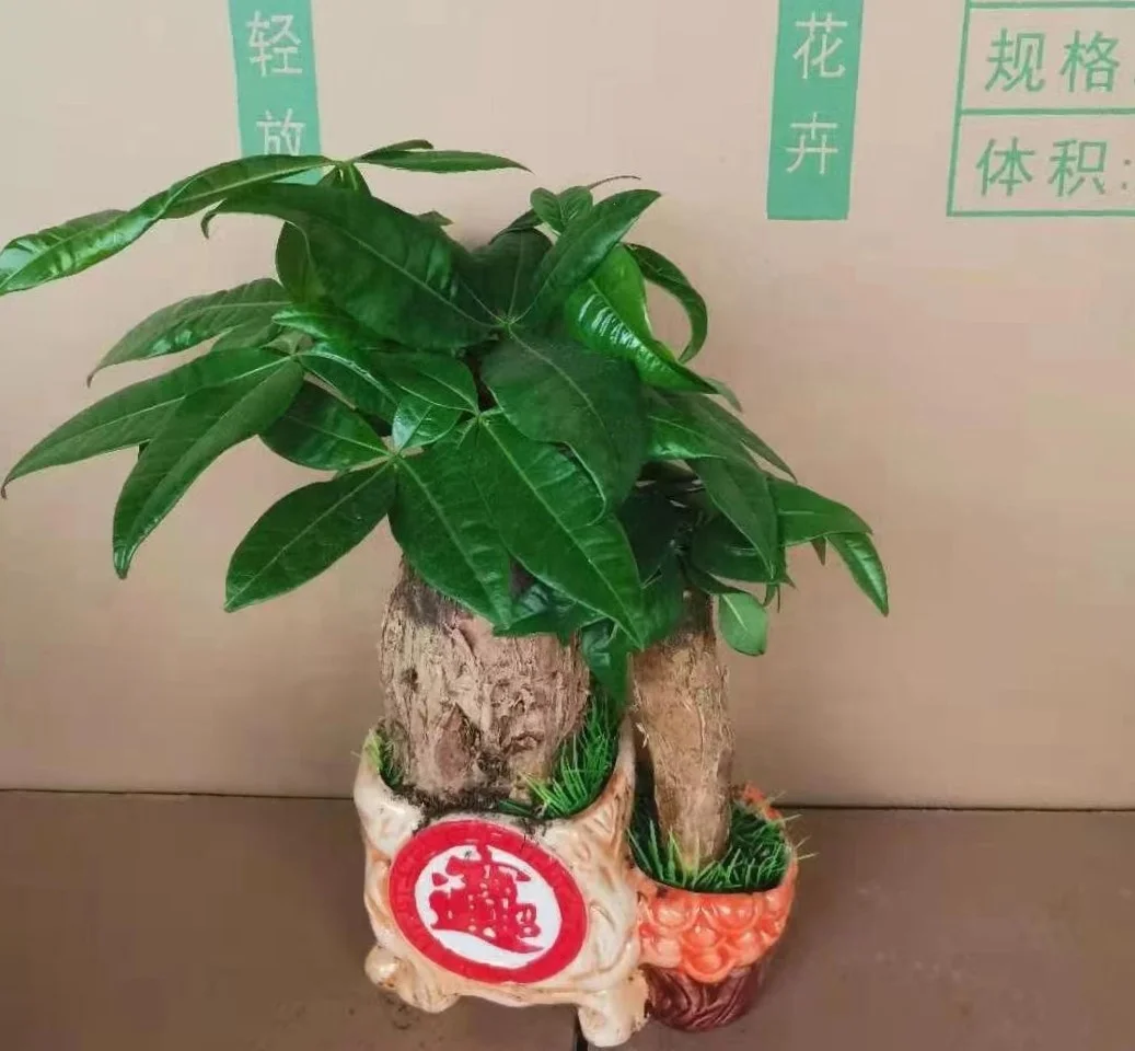 
high quality low price promotion popular Pachira Fortune tree ornamental live real natural plant 