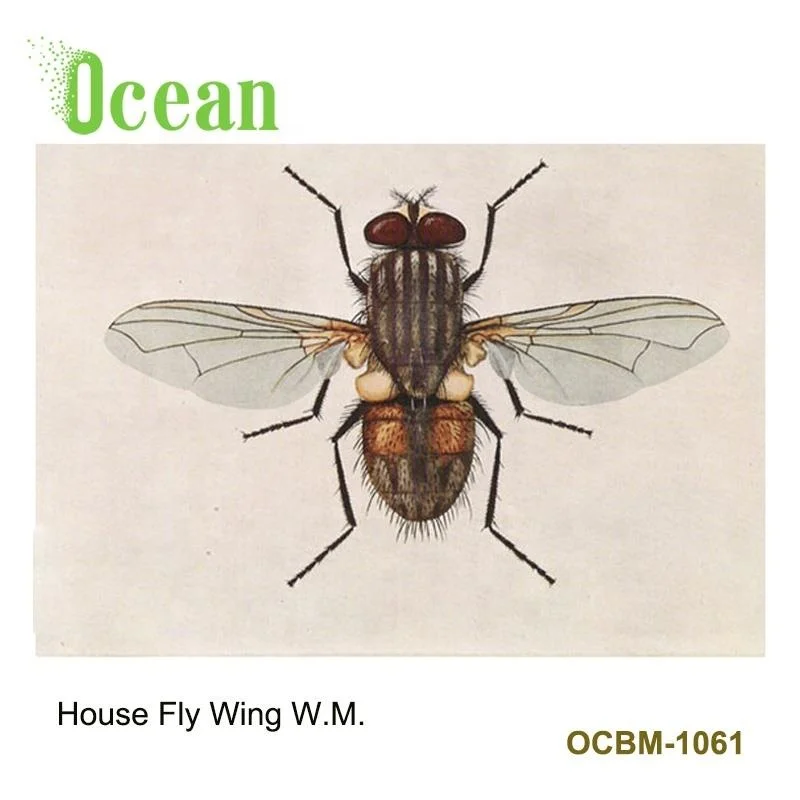 Биологическая лаборатория House Fly Wing w.m., готовые микроскопы