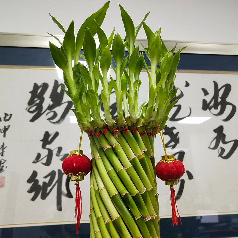 Fengshui Wheel Lucky Bamboo indoor plants in stock