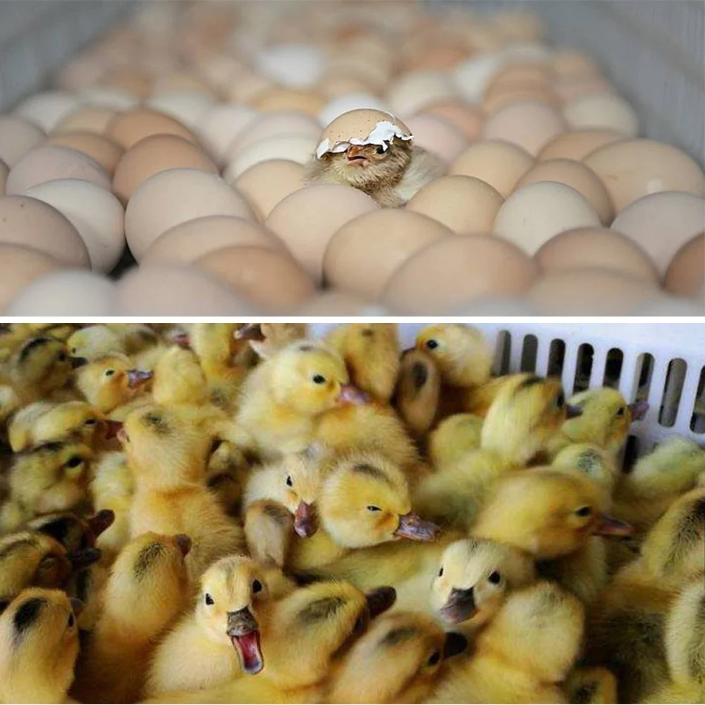 Инкубатор для яиц 5000/инкубатор куриных уток