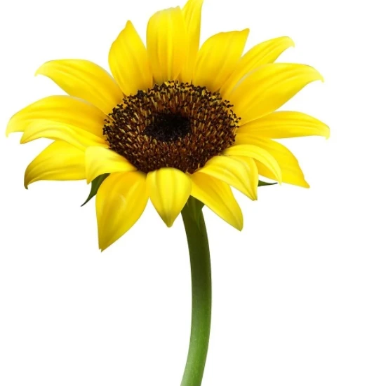 Рафинированное подсолнечное масло оптом высококачественное 100 чистое желтое состояние упаковка золотой цвет для готовки уровень оригинальная гайка